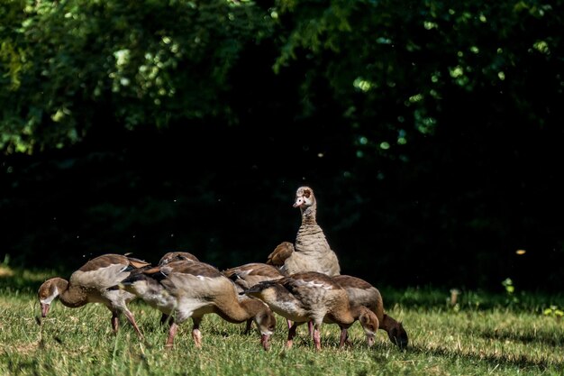 Photo un troupeau d'oiseaux sur le champ