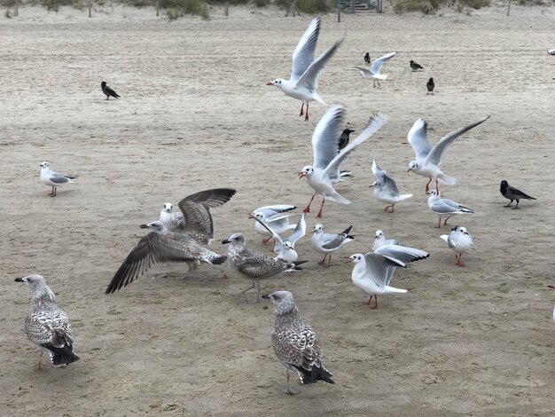 Photo un troupeau d'oiseaux dans le champ