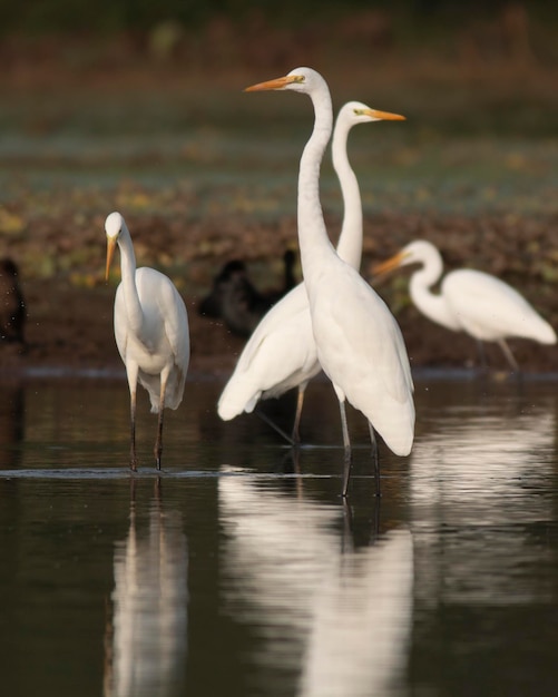 Un troupeau d'oiseaux dans l'étang