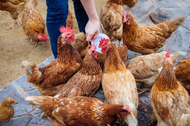 Photo un troupeau d'oiseaux dans une ferme