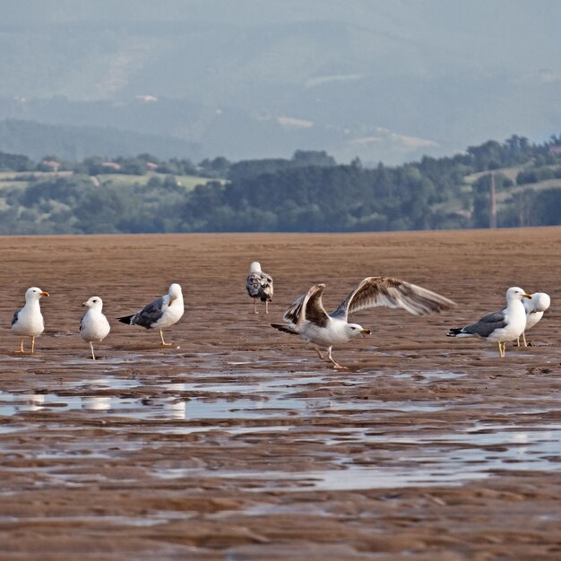 Photo un troupeau d'oiseaux dans le lac contre le ciel