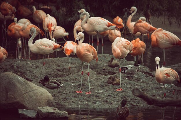 Photo un troupeau d'oiseaux dans le lac