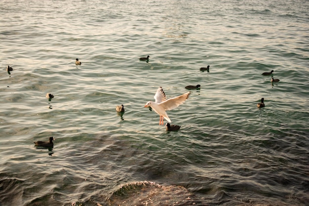 Troupeau d'oiseaux sur l'eau avec fond d'eau