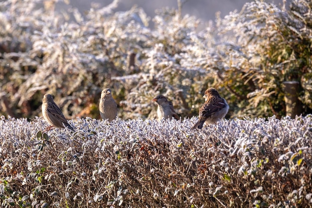 Photo un troupeau d'oiseaux perchés sur un champ