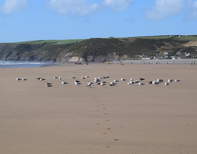 Photo un troupeau d'oiseaux sur la plage