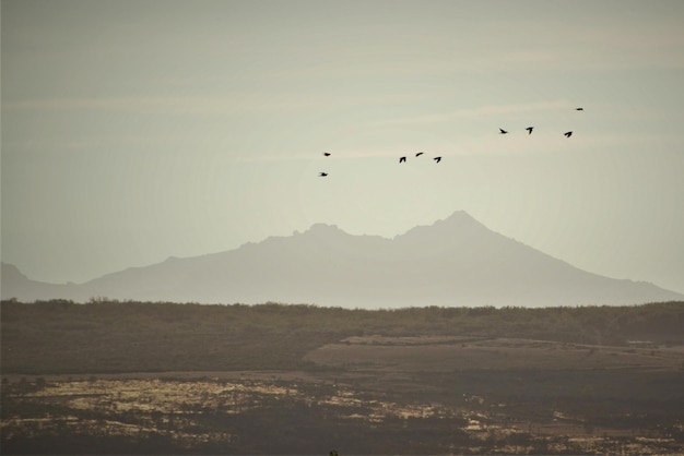 Un troupeau d'oiseaux survolant la terre