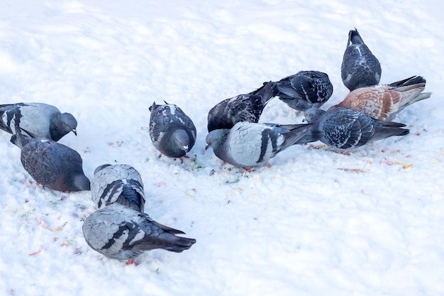 Un troupeau d'oiseaux sur un terrain couvert de neige