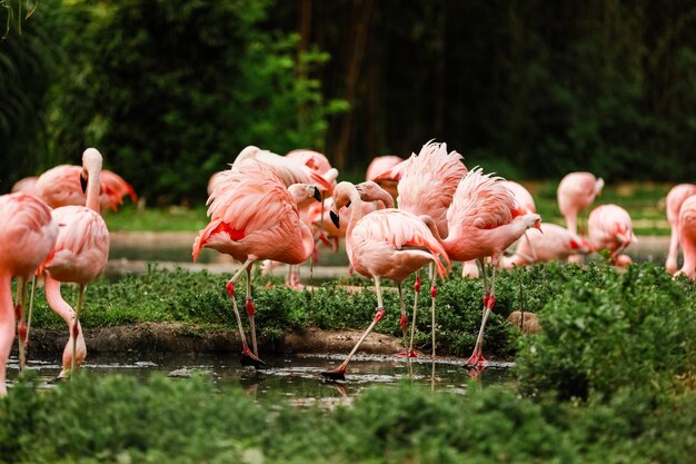 Photo troupeau d'oiseaux sur terre