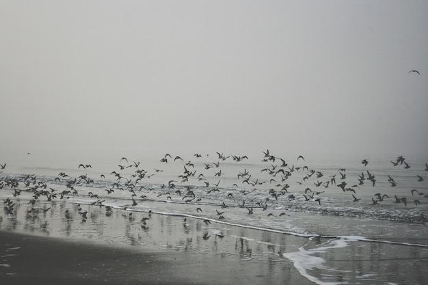 Photo un troupeau d'oiseaux volant sur la plage contre un ciel clair