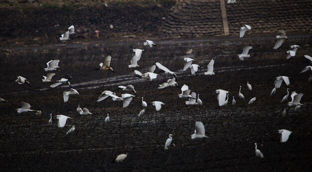 Photo troupeau d'oiseaux