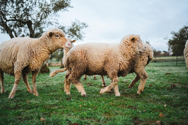 Troupeau paisible de moutons sur un champ vert en Espagne