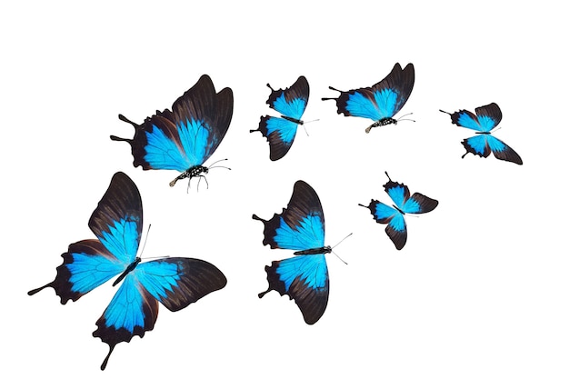 Troupeau de papillons bleus tropicaux isolé sur fond blanc