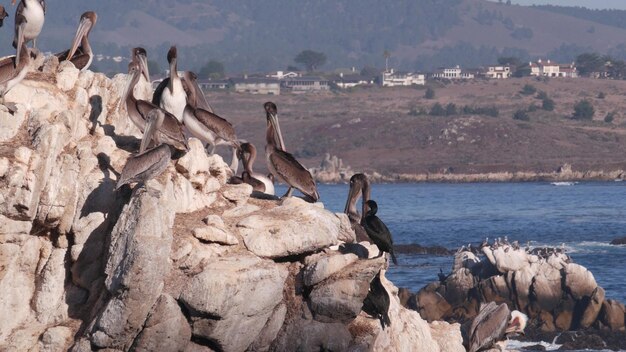 Troupeau de pélican brun sur la roche dans la faune des lobos d'ocean point oiseaux de californie