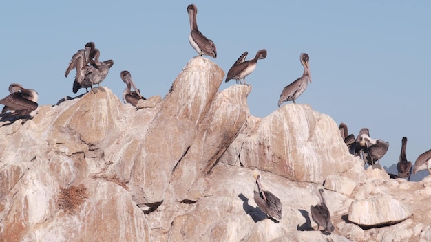 Photo troupeau de pélican brun sur rock blue sky point lobos faune oiseaux de californie