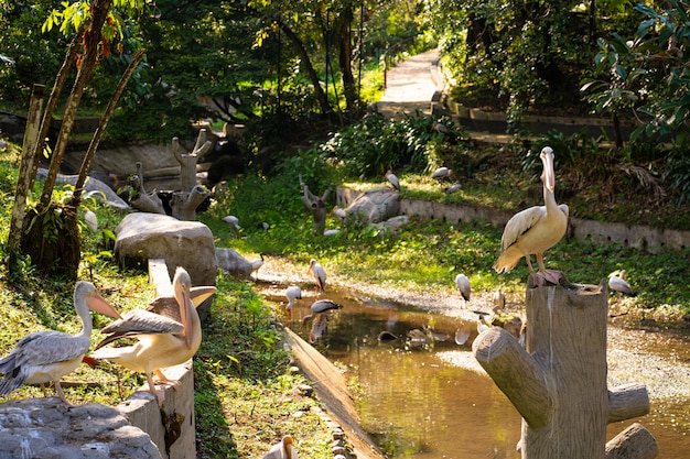 Un troupeau de pélicans blancs qui vivent dans un parc ornithologique