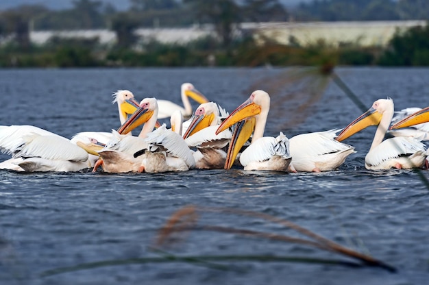 Photo un troupeau de pélicans sur le lac naivasha afrique