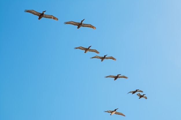 Troupeau de pélicans survolant le ciel bleu