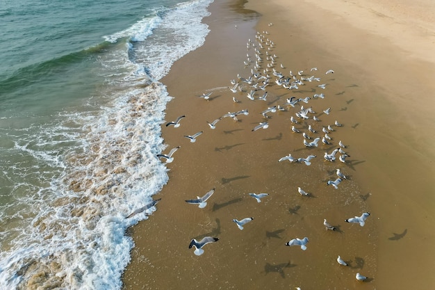 Un troupeau de petits oiseaux blancs au bord de la mer sur le sable vue depuis le drone supérieur à Goa