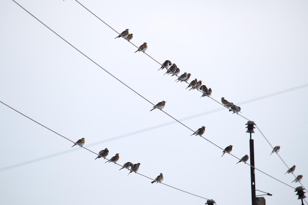 Troupeau de petits oiseaux sauvages perchés sur les fils électriques