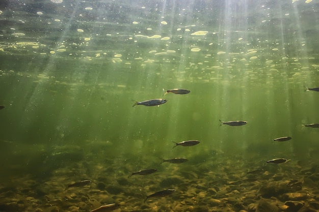 troupeau de petits poissons sous l'eau, paysage marin d'anchois de poisson sombre d'eau douce