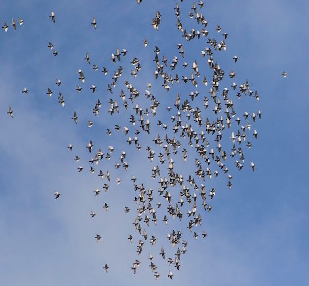 Troupeau de pigeon de course de vitesse battant contre le ciel bleu clair