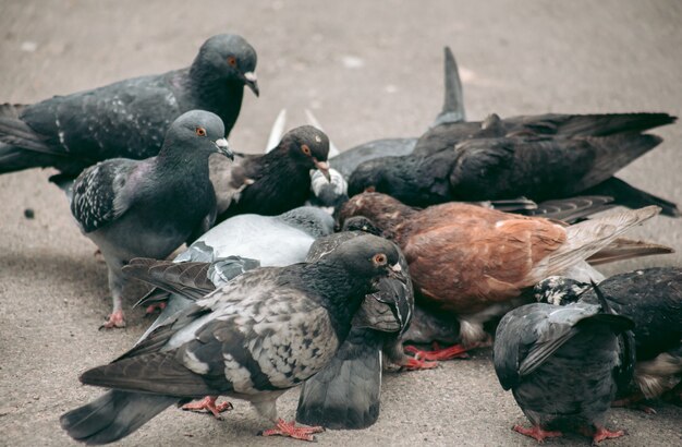 Un troupeau de pigeons mange dans la rue