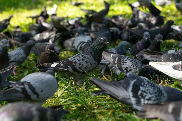 Un troupeau de pigeons à la recherche de nourriture dans le parc.