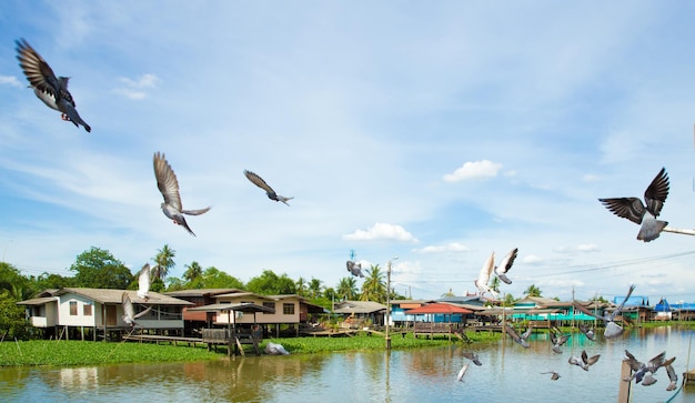 Troupeau de pigeons volant au-dessus de la rivière