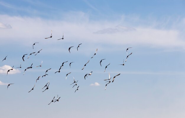 Un troupeau de pigeons volant dans le ciel bleu