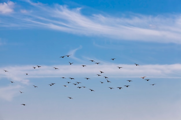 Un Troupeau De Pigeons Volant Dans Le Ciel Bleu