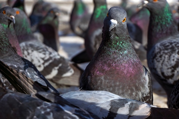 Troupeau de pigeons vu de dessous. une colombe regarde la caméra.