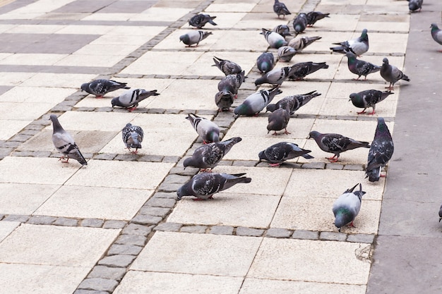 Troupeau de pigeons