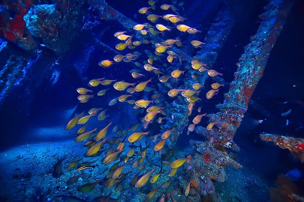 troupeau de poissons dans la vue sous-marine de fond de mer