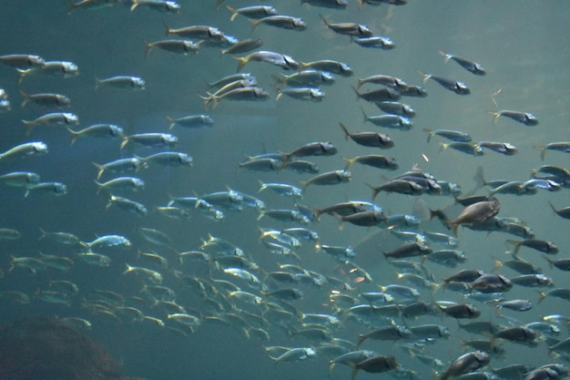 Photo un troupeau de poissons nageant dans la mer