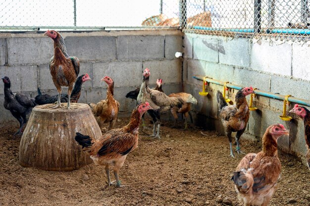 Troupeau de poules élevées en stabulation