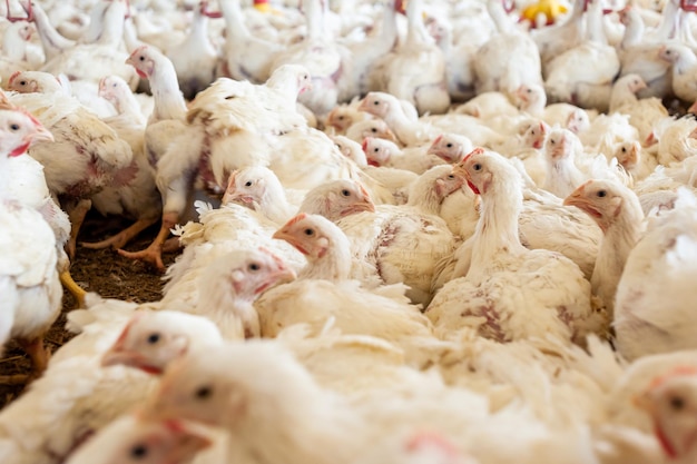 Un troupeau de poulets dans une grange