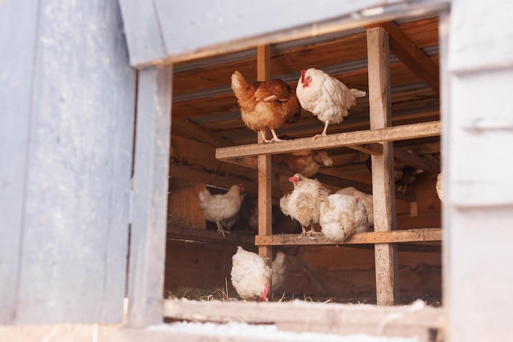 Photo un troupeau de poulets dans un poulailler sur une ferme de poulets à portée libre