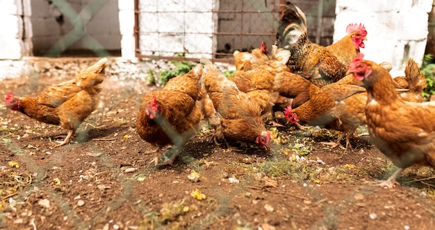 Photo troupeau, poulets, manger, derrière, barrière