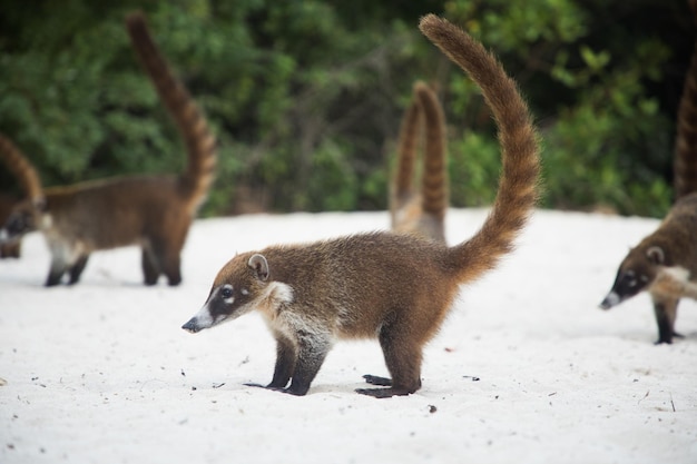 Un troupeau de ratons laveurs coati s'exécutant sur le sable Nasua narica