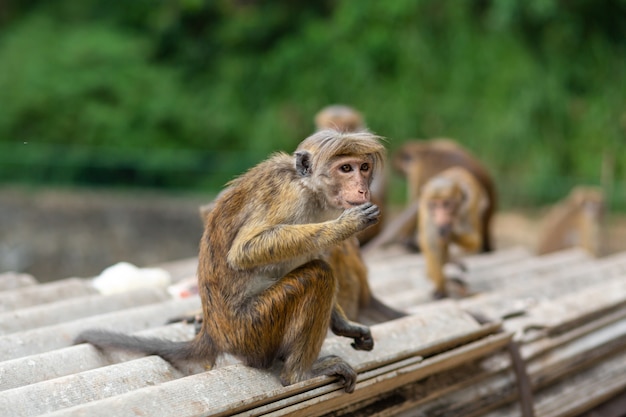 Un troupeau de singes fouillant dans une casse.