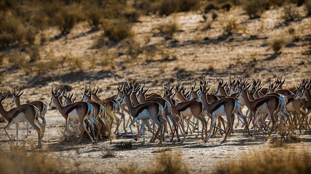 Photo un troupeau de springbok s'enfuit dans le parc transfrontalier de kgalagari, en afrique du sud.