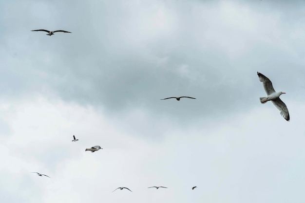 Troupeau de sternes arctiques volant dans le ciel