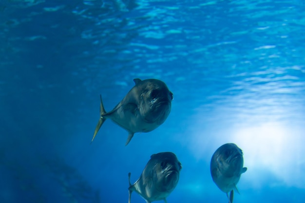 Troupeau de trois petits poissons dans un grand aquarium bleu