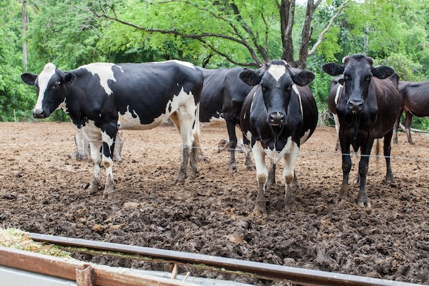 troupeau de vache laitière à la ferme