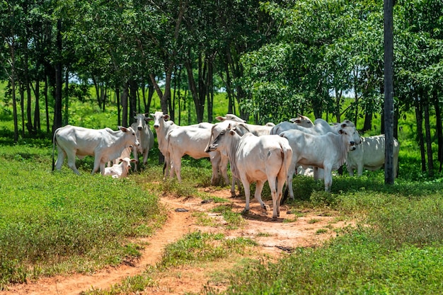 Un troupeau de vaches blanches dans le pâturage à côté de la ferme