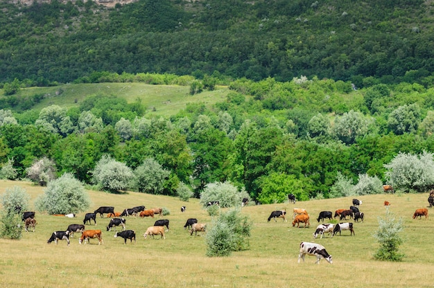 Troupeau de vaches broutant au pré