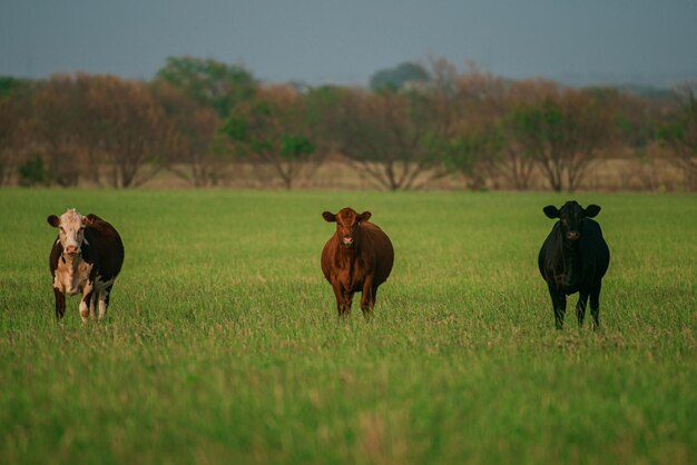 Troupeau de vaches broutant dans un pâturage en été