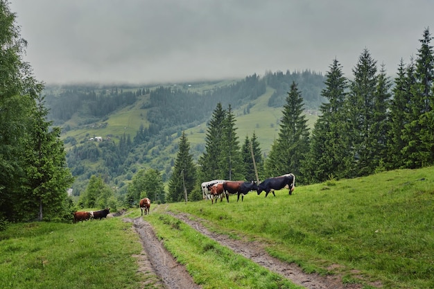 Troupeau de vaches broutant en montagne