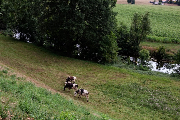 Troupeau de vaches broutant sur une pelouse