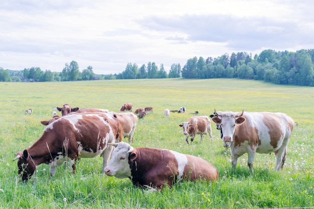 Un troupeau de vaches broute dans un pré vert. Animal de compagnie d'été à la ferme.